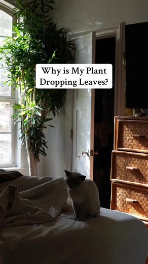 This is also why when you ask someone why your plant has a yellow leaf and they give an answer without follow up questions you shouldn’t trust it. Yellowing, browning, spotting, and dropping are all stress responses to a myriad of potential problems. #plants #plantsplantsplants | Tanner The Planter