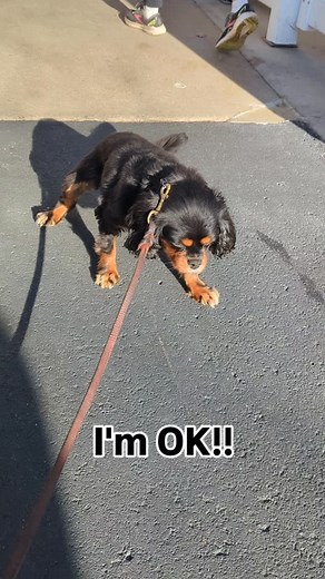 40 reactions | What Is a Reverse Sneeze in Dogs? 蠟 Haley's dog,...