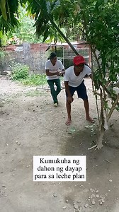 kumukuha ng dahon ng dayap | W Bush Tv