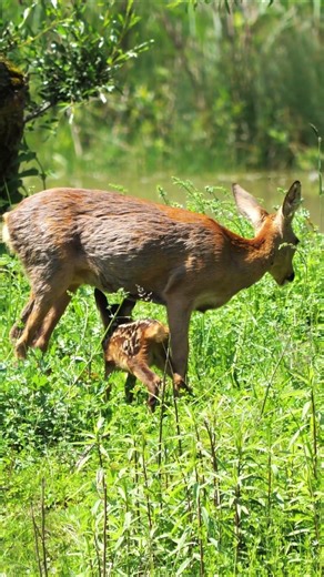 Calm Your Mind/ Piano Meditation / Subscribe for More