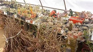 3.8K views · 51 reactions | Botanique Nursery Gund Gushi contact Number 91496 05771. All hybrid plants available like kiwi persimmon, Chestnut, pecan nut high density plants available | Yahya Sultan -Official | Facebook