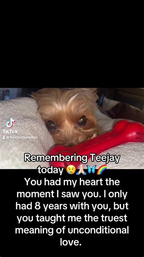 Teejay, you were my hardest goodbye. I still cry for you. I’m so sorry your life was so short. You deserved so much better… I know that you watch over Teddy, and I’m forever grateful and thankful to have such a loving angel….i just wish you were here on earth, and I didn’t have to pray to heaven to talk to you. With overwhelming sadness, Love mommy #rip #grief #sad #mydog #love