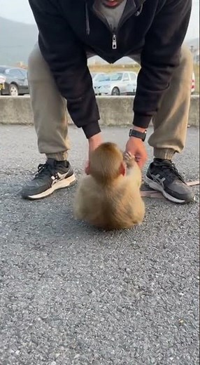 Monkey exercises – cute outdoor exercises #monkey #exercise #animals #pets #cute #viral #omg