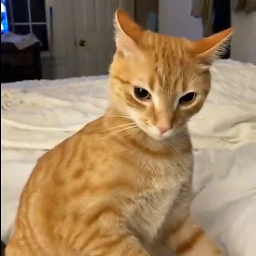 Cat Rock Meme Compilation