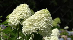 Hydrangea (Hydrangea paniculata), flowers of summer