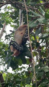Carpet Python Positions A Dead Possum For Optimal Feasting