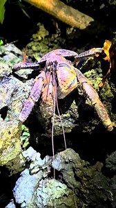 A coconut crab at Uepi Island Resort in the Solomon Islands. (Volume on) | Fish Guy Photos
