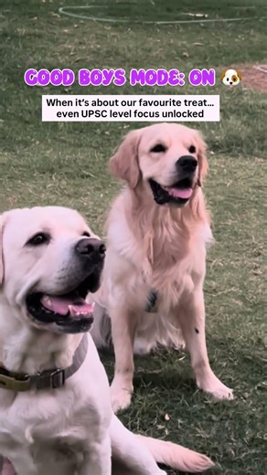 When it’s about our favourite treat…even UPSC level focus unlocked 😂🍗#goodboysclub #dogreels