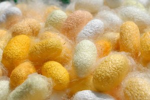 La via della seta in Calabria: a San Floro, dove si allevano bachi e si fila la seta