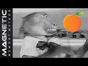 The P.E.A.C.H. Memory Palace Principle