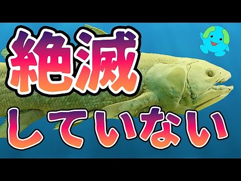 絶滅していなかった生物 3選【解説】