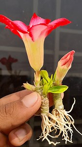 22K views · 143 reactions | How to grow adenium plant at home from cutting || Best & easy propagation for planting#short #Flowers #reelsviralシfb #gardenlife #short #Flowers | Rana Craft | Facebook