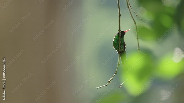 Cinematic scene of two hummingbirds fighting in agonistic and territorial behaviour in the forest. Red-billed Streamertail
