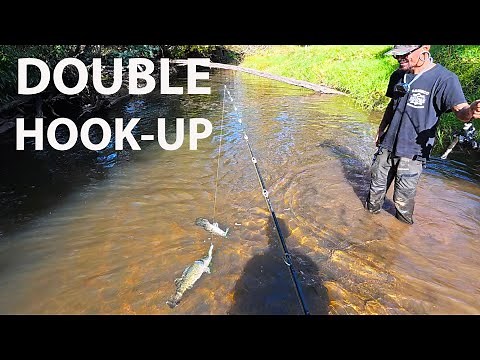 Incredible Murray Cod Fishing Frenzy: 7 Cod In 10 Minutes