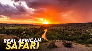 South Africa safari journey: A truly unique wildlife experience