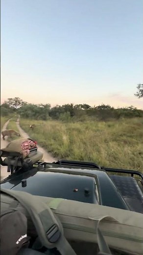 Hyenas vs. Wild Dogs: Intense Battle Over Food!