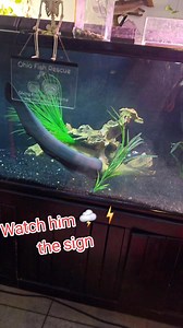 532K views · 5.5K reactions | WATTson has one heck of an attitude on him #electriceel #fish #aquarium #fishing #reels | Ohio Fish Rescue | Facebook