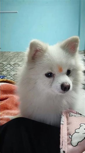 dog crying sound🤭😅#subscribe #trending #dog#cutedog#like #comment #supportme