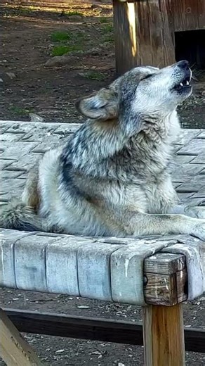 Daily Clip - Moonlit Calm