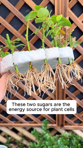 4.3K views · 44 reactions | Make rooting water easily #gardening #garden #gardeningtips #gardenlife #gardeninspiration #gardenideas #gardenlove #gardendesign #gardenersofinstagram #gardenersworld #garden_styles #gardenphotography #gardenlovers #gardenerslife #gardenarart #gardenbeauty #gardensofinstagram #gardenplants #gardenviews #gardenersparadise #gardenista #gardeningcommunity #gardenloversclub #gardenaddict #gardeners #gardenerslife | Gardening Dreamer | Facebook