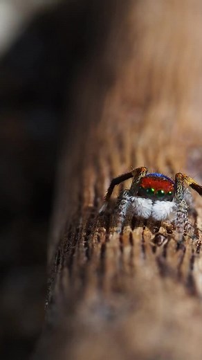 Male Jumping Spiders' Colorful Courtship Displays in Australia