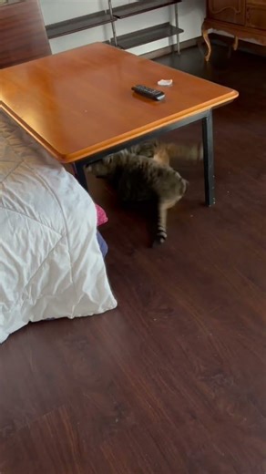 When your cats are in bad morning mood 😳#cat #fight#catshorts #funny