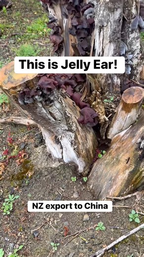 179K views · 3.9K reactions | This is jelly ear or wood ear! ‍ (Auricularia cornea) #survival #foraging #traditional #herbalremedies #gardening #prepper #100WildThings | Prepper Kiwi | Facebook