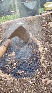 1.6M views · 8K reactions | Cara membuat sekam bakar #berkebun #sekambakar #mediatanam #kebunhalamanrumah #tutorial #gardening #fyp | Oriza Sativa | Facebook