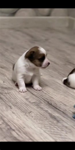 6 comments | FREE PUPPIES ALERT! If you’ve been thinking about adding...