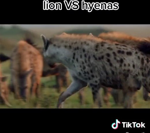 lion VS hyenas#animal #fight #lion #hyenas #crowd #africa #viral #fb #fyp