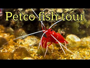 Petco fish section tour