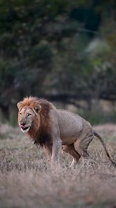 1.2K views | Lion poops moments #wildlife #shorts #lion | Discover TV | Facebook
