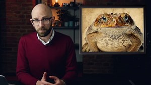 How crows triggered a bizarre exploding toad epidemic