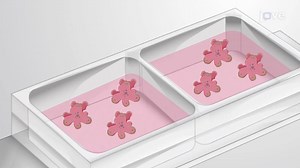 Video: Fluorescent Probe Imaging Assay: A Technique to Visualize Oxidative Stress in the Reactive Oxygen Species Inducer-Treated Cultured Intestinal Organoid Cells - Experiment