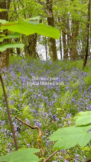 Not your typical bluebell walk 🌿☕️ #lancashire
