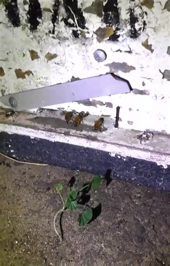 Alexis Philo on Reels