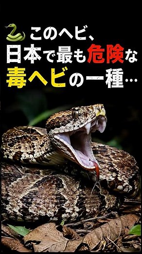【衝撃の事実】マムシのメス、とんでもない能力を持っていた…