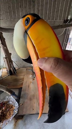 Things Toucans Don’t Want You to Know 👀