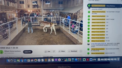 There were two draft horses at last night’s Elkhart auction. A four year old mare who was a no-sale because she didn’t bring enough money. Seller wanted 4000🐴. And this 8 months old Belgian stud colt who sold for 650🐴. My video was messed up, which sounds like an excuse, but last night that was actually the case and the baby sold before I could bid. I had reached out to the auction house letting them know I would take him if for some reason the buyer changed his mind. And I literally just got 