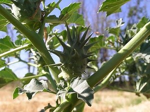Stramonio cosmopolita pianta velenosa. Datura stramonium facilmente riconoscere.
