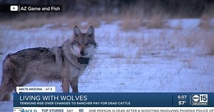 Arizona ranchers, feds clash over potential new rules for Mexican Gray Wolf livestock kills