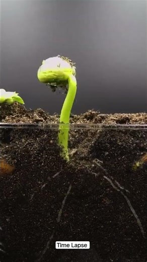 The growth of a bean in a timelapse video #timelapse #growing #seeds