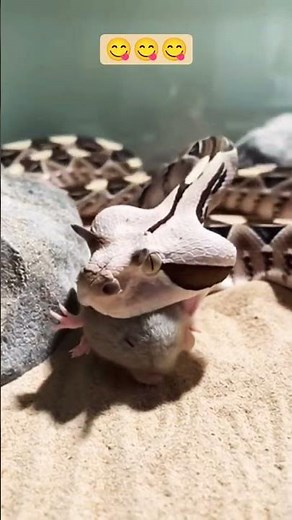 😱 Pit Viper Snake Eats Rat Alive | Shocking Live Feeding 🐍🔥 #shorts #livefeeding #snake #shortsfeed