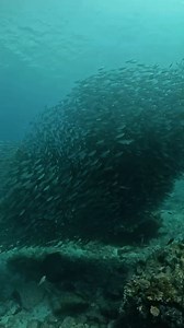 This is the Sea of Cortez! A place where shipwrecks turn into living cities, where giant schools of fish move in perfect synchronicity, and where graceful mobulas glide through the blue like wings underwater. All while sea lions spin, play, and remind us that the ocean is very much alive. Here, every dive feels like stepping into a world written by nature herself — a world where beauty, chaos, and harmony coexist in a single breath. | The Cortez Club