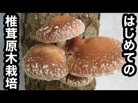 My First Time Growing Shiitake Mushrooms on Logs: Cultivation Log 2019–