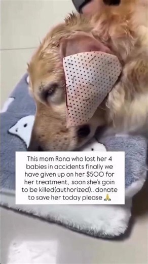💔 Rona Lost All 4 Puppies. Now She Needs $500 to Survive 🙏🐾