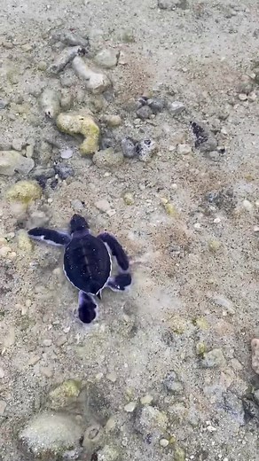Coo Coo Ca Choo - the little dude finding his way back to the big ole blue 🌊 📷@dive_down_under | Diving Specials