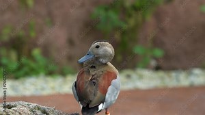 Close up shot of an adult male ringed teal, callonetta leucophrys standing on the rock, preening, cleaning, removing dirts, debris and parasites, gland oil to waterproof the feathers. Stock Video