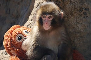 Japanese Zoo Reassures Fans After Viral Clip Shows Baby Monkey Punch Being Dragged by Troop