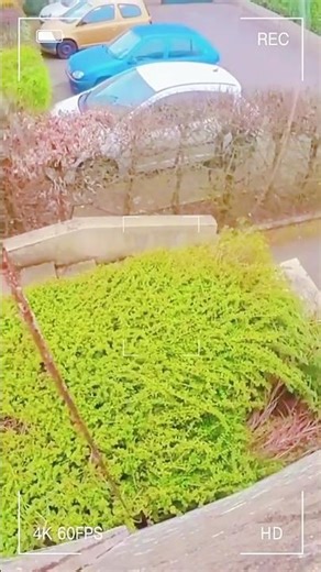 Pet Camera Collar | Capture Your Dog’s and Cat’s Adventures in HD